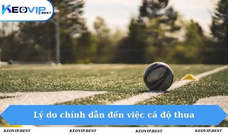 Nên Làm Gì Khi Cá Độ Thua? Cách Xử Lý Thông Minh Cho Bạn 1 Lý do chính dẫn đến việc cá độ thua